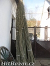 Japonský topol - sadbový materiál - 2