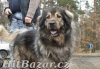 Šarplaninský pastevecký pes, štěně s PP - 3