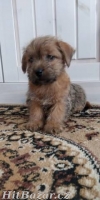 Norfolk Terrier - 4