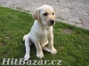 Labradorský Retrívr - 4