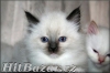 kočičky a kocourci plemene Ragdoll s PP  - 3