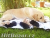 Labradorský retrívr - 2