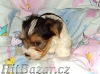 Biewer yorkshire terrier štěňátka - kluci s PP - 2