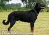 Beauceron štěňata Slzy Katharů - 4