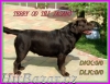 Čokoládový labrador