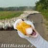 !! MY ZAPLNÍME MEZERU NA TRHU...!! - 7