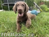 Chesapeake bay retriever s PP(jako hnědý labrador) - 3