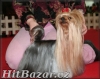 yorkshire terrier - maličký pejsek - 5