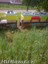 Včelí oddělky v nových úlech a kočovný vůz - 4