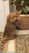 Norfolk Terrier - 2