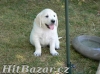 Golden retriever s PP - štěňata /zlatý retrívr/ - 2