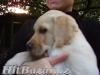 Labradorský Retrívr - 2