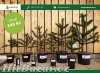 Blahočet čilský - Araucaria araucana - 3