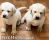 Labrador retriver s PP (smetanová)