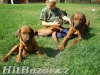 štěňátka Rhodeského Ridgeback s PP - 4