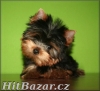 yorkshire terrier, fenky i pejsci  - 3