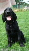 Flat coated retriever s PP černí kluci - 3