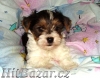 Biewer yorkshire terrier štěňátka - kluci s PP