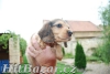 Jezevčík - trpasličí psí kluk - 2