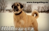 Kangal /Anatolský pastevecký pes/ - 2