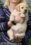 Štěňátka labradorského retrívra - 2