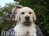 Labradorský Retrívr - 3