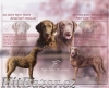 Chesapeake bay retriever s PP(jako hnědý labrador) - 4