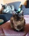 Maine Coon (Majska mývalí)