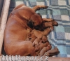 Prodám štěňata Rhodéský ridgeback s PP - 2