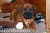 Rhodéský Ridgeback štěňátka s PP. - 2