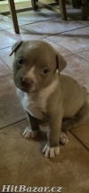 American bully XL štěňátka ABKC - 2