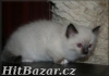 koťata Ragdoll s PP - 6