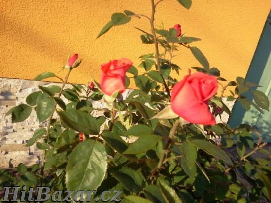 Vydelek SNU,na Netu~Vsem! Vitej v Raji 3.Milenia:)