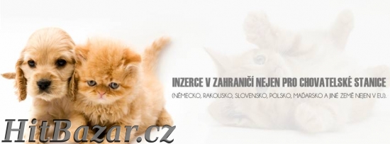 Inzerce v ZAHRANIČÍ rychle a JEDNODUŠE!