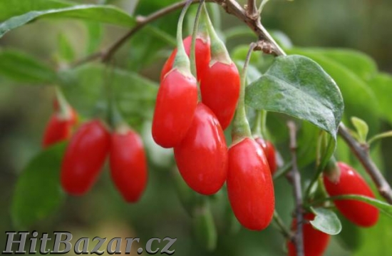 Přírodní výrobky k prevenci,uzdravení a kráse