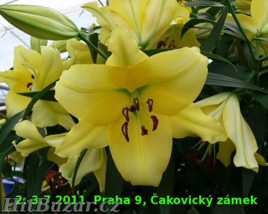 Výstava lilií