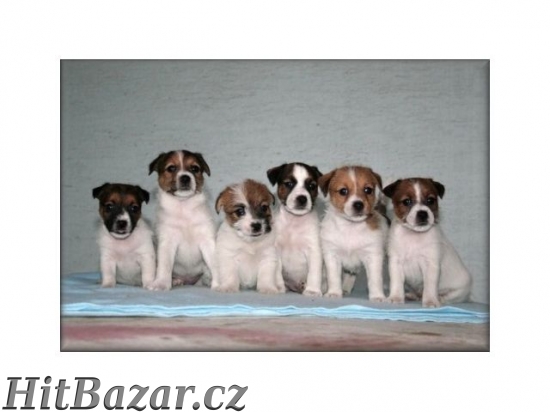jack russel terier