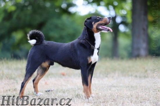 Appenzellský salašnícky pes - 5