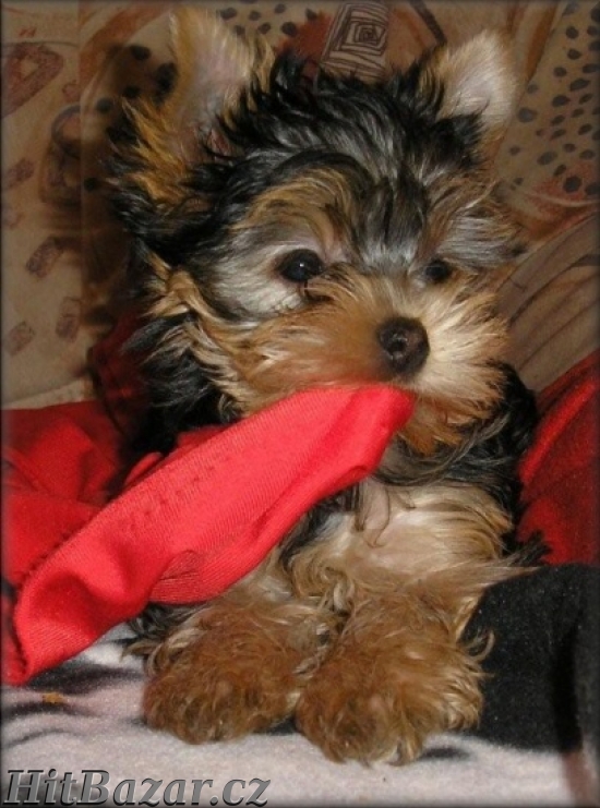 yorkshire terrier - krásná štěnata s PP