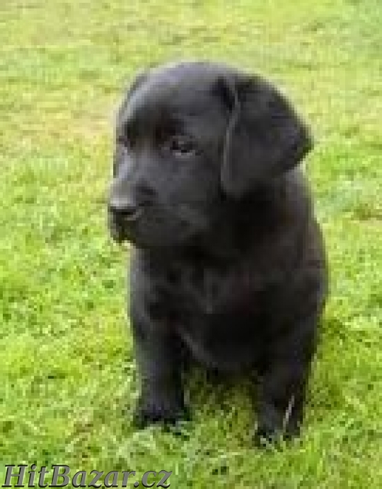 Labrador