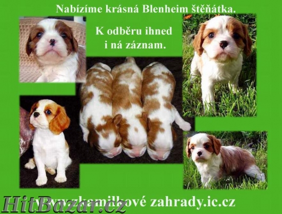 Kavalír King Charles Španěl