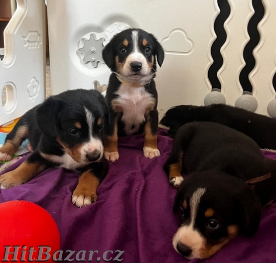 Entlebušský salašnícky pes