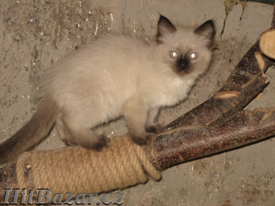 Ragdoll s PP