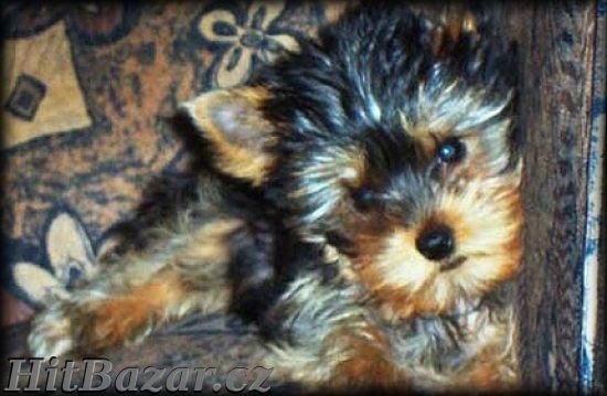 yorkshire terrier
