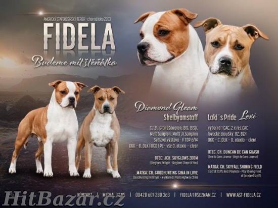 Americký stafordšírský teriér