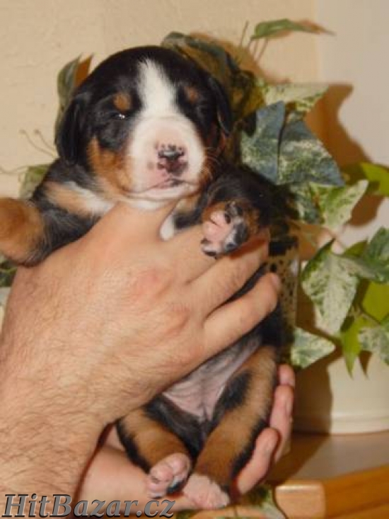 Appenzellský salašnícky pes