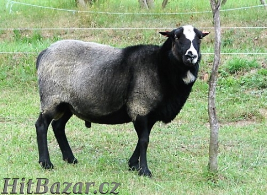 Romanovský plemenný beran