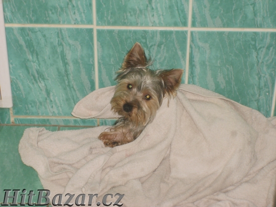 prodám jorkšírka menšího vzrůstu