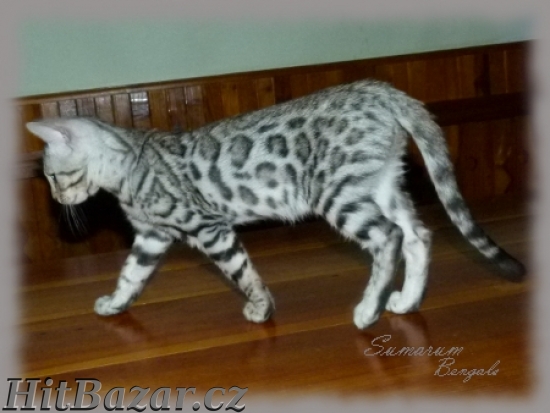 Bengálská kočka